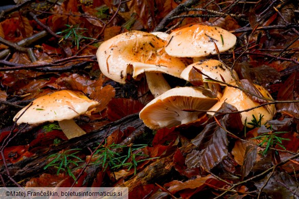 Hygrophorus abieticola
