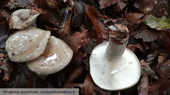 Lactarius blennius