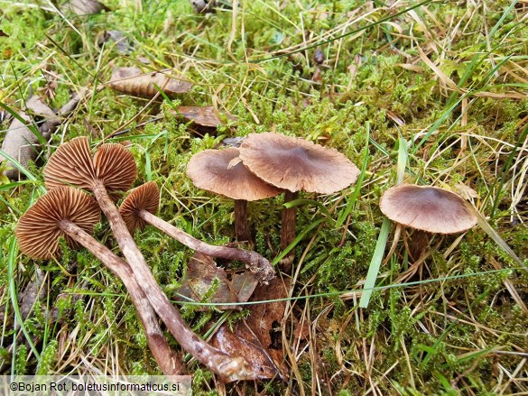 Cortinarius umbrinolens