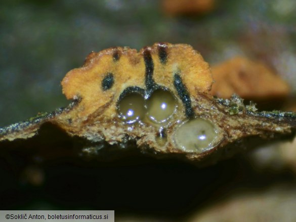 Cryphonectria parasitica