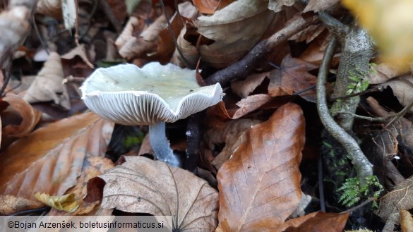 Stropharia aeruginosa