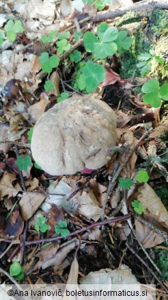 Boletus calopus