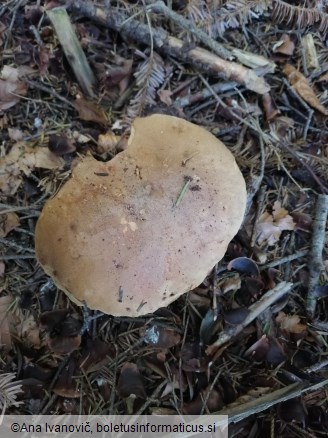 Butyriboletus appendiculatus