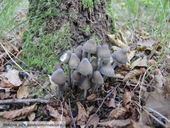 Mycena polygramma