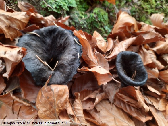 Craterellus cornucopioides