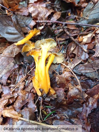 Craterellus lutescens