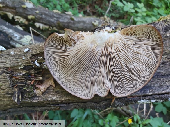 Pleurotus ostreatus