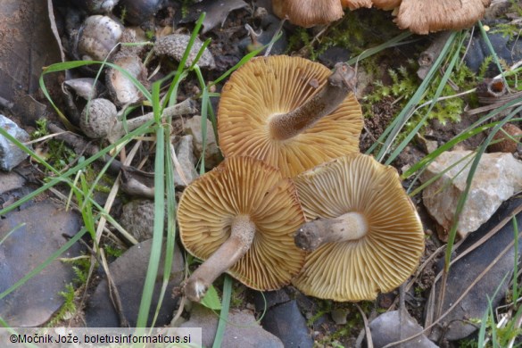 Inocybe tenebrosa