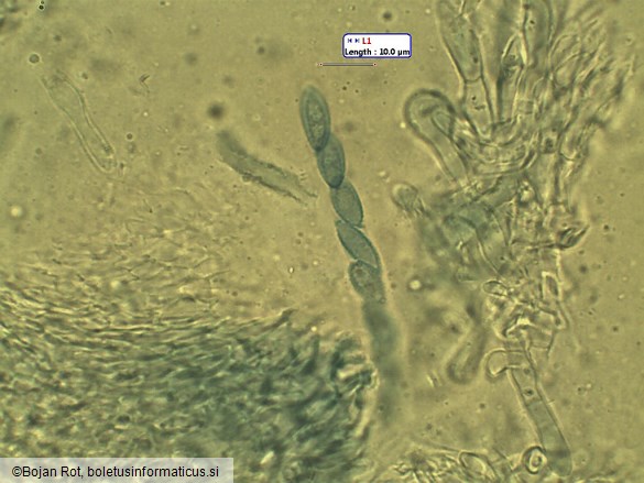 Hypomyces lateritius