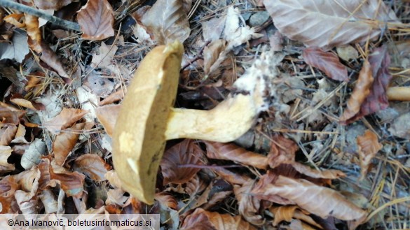 Suillus bovinus