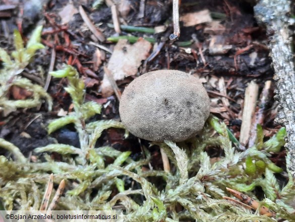 Elaphomyces granulatus