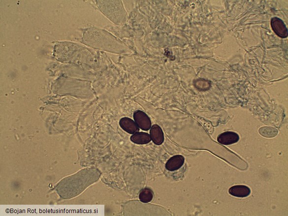 Psathyrella microrhiza