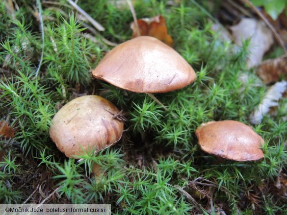 Chalciporus piperatus