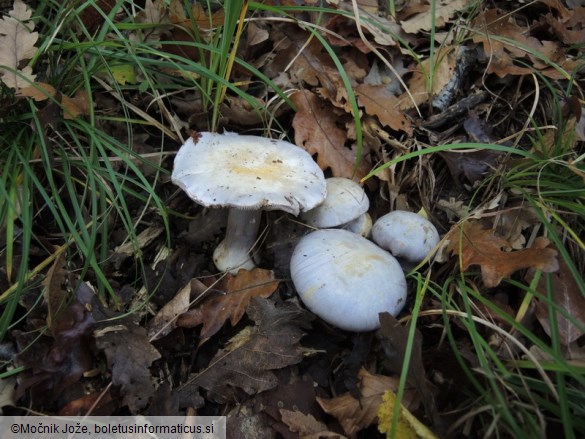 Cortinarius caerulescens