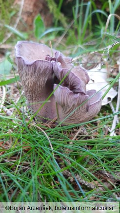 Gomphus clavatus