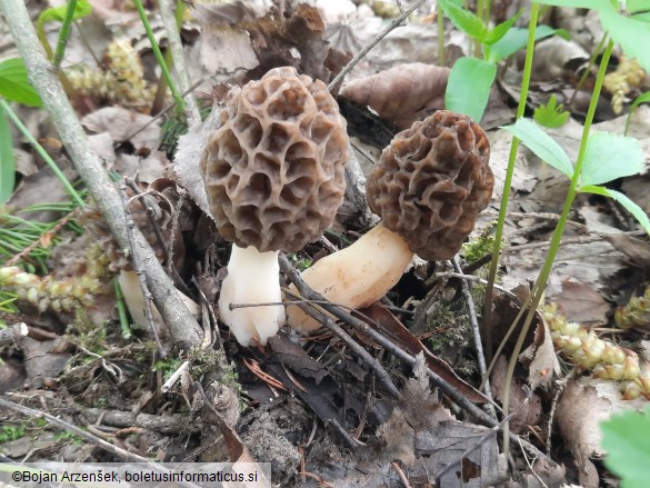 Morchella esculenta