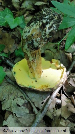 Boletus appendiculatus