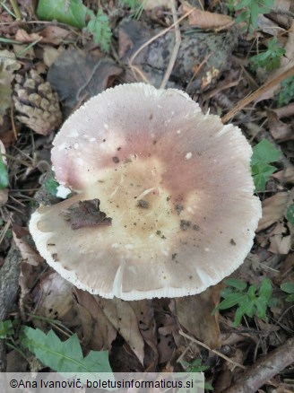 Russula vesca