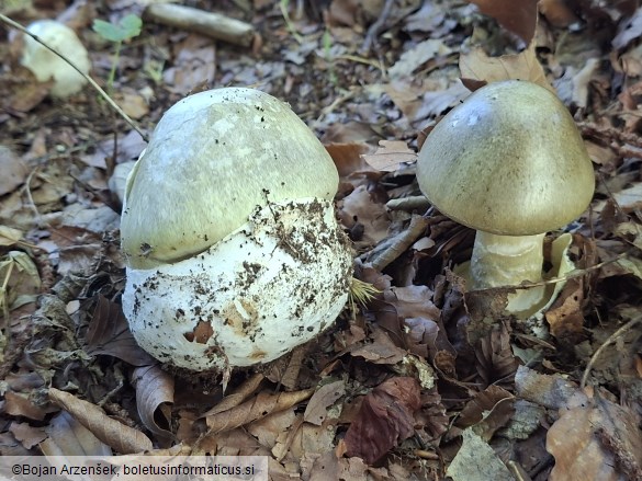 Amanita phalloides