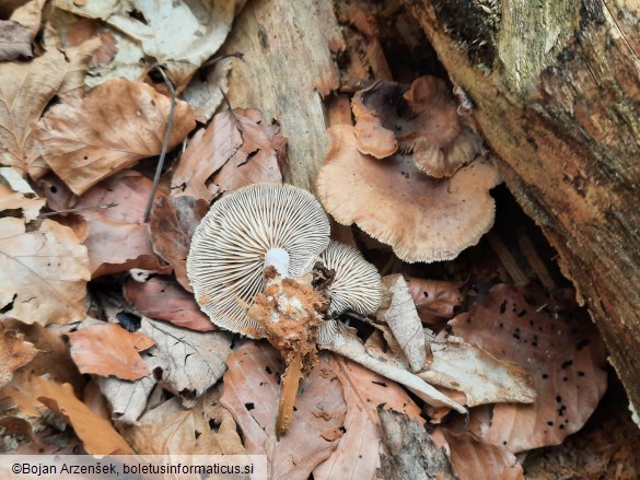 Neolentinus adhaerens