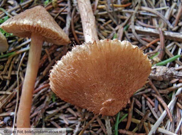 Inosperma cervicolor