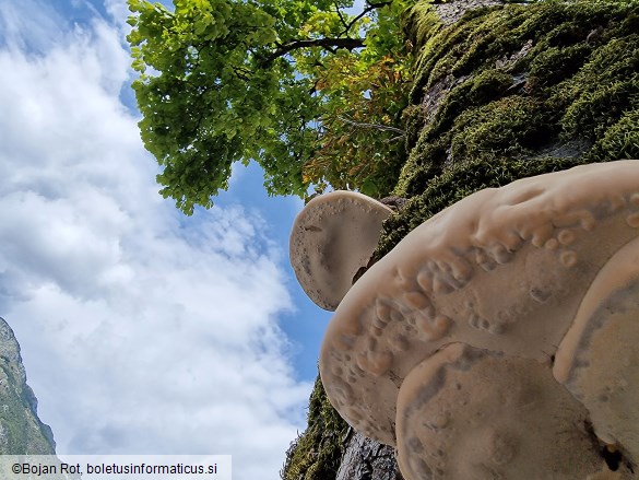 Ganoderma adspersum