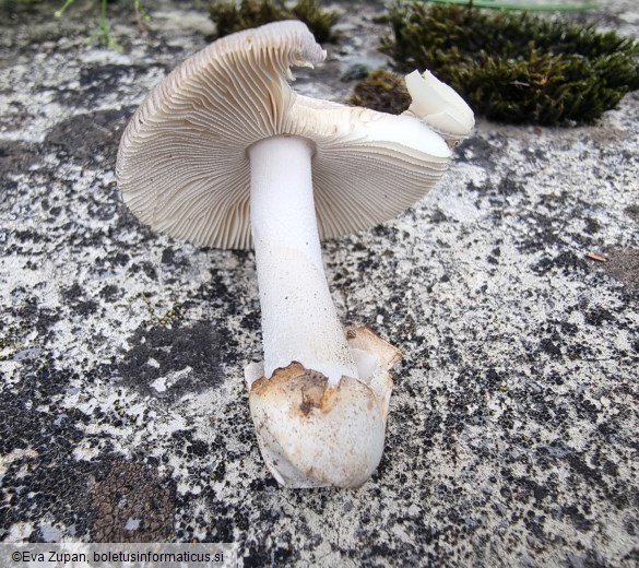 Amanita alseides