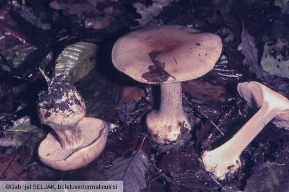 Phlegmacium delaportei