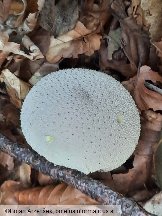 Lycoperdon perlatum