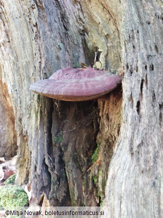 Ganoderma resinaceum
