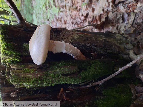 Neolentinus lepideus