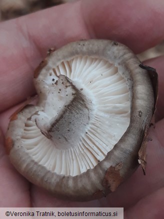 Hygrophorus marzuolus