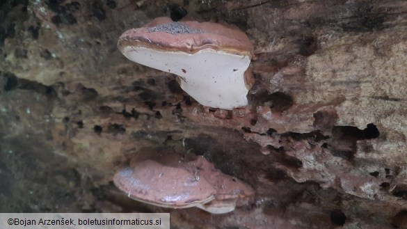 Ganoderma applanatum