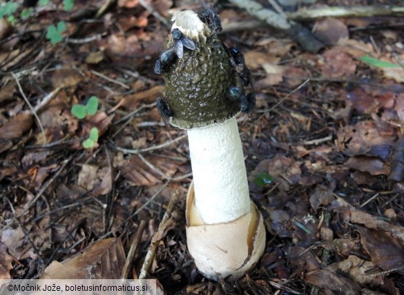 Phallus impudicus