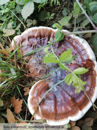 Ganoderma carnosum