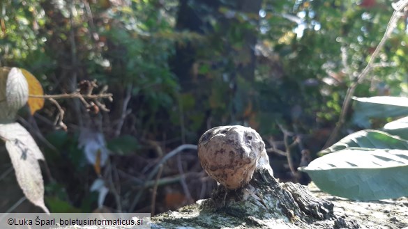 Fomes fomentarius