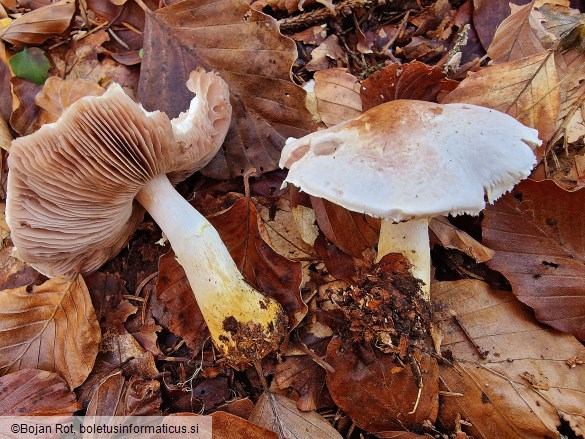 Agaricus porphyrizon