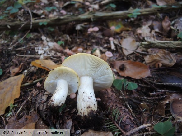 Russula ochroleuca