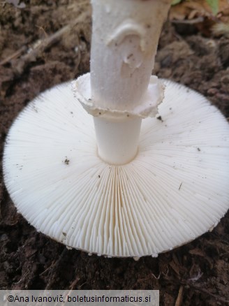 Amanita pantherina