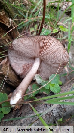 Pluteus atromarginatus