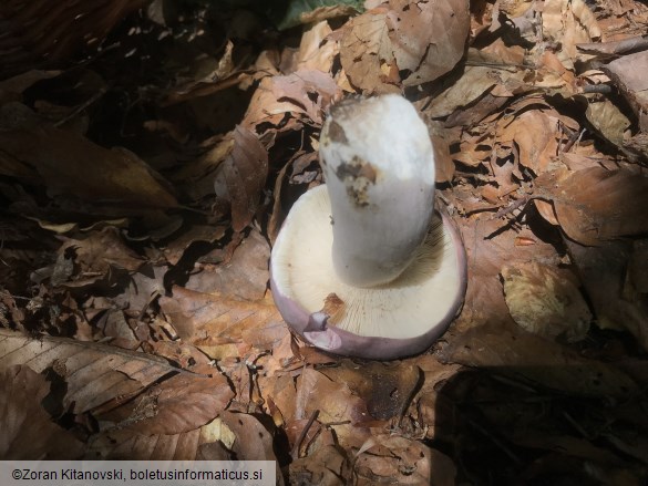 Russula cyanoxantha