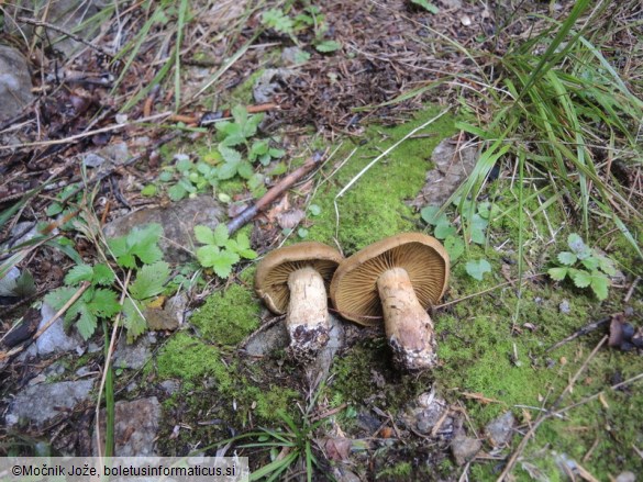 Cortinarius venetus var. montanus