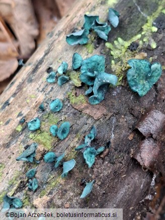 Chlorociboria aeruginascens