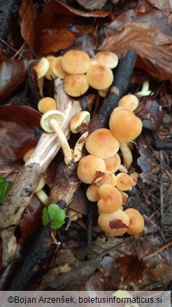 Hypholoma fasciculare