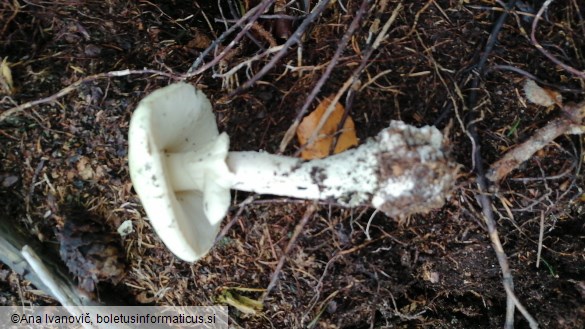 Amanita citrina