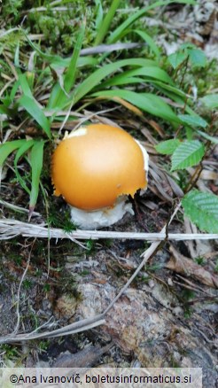 Amanita caesarea