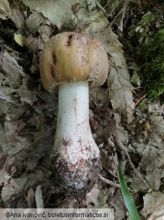 Amanita rubescens