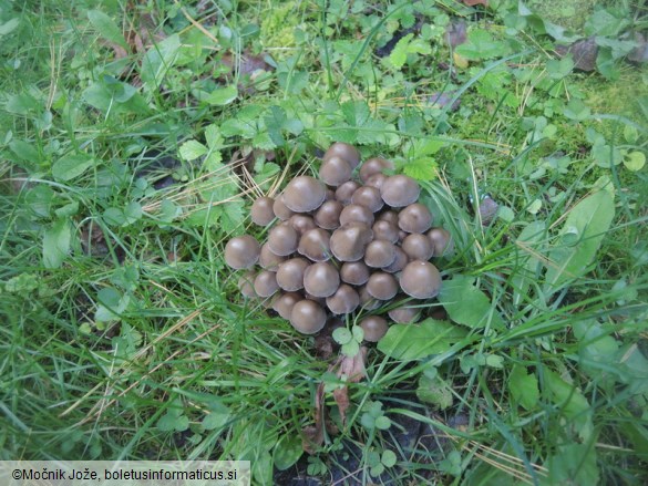 Psathyrella multipedata