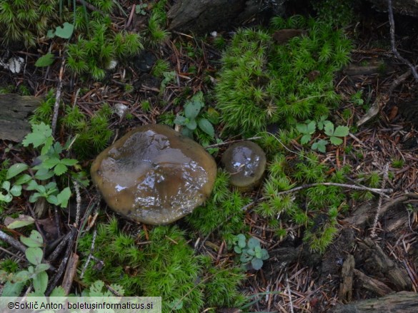 Cortinarius atrovirens