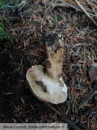 Tylopilus felleus